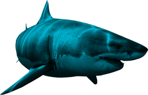 Shark PNG-18828